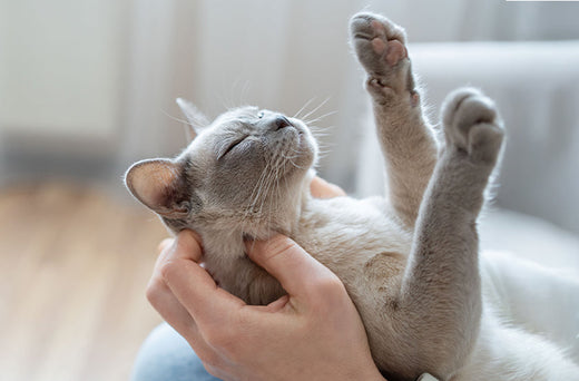 A person holding the cat